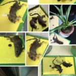 Strong Sticky Mouse Board